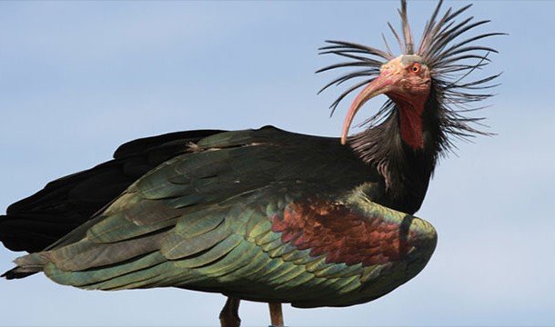 Forest Ibis - Survivor - Ibis, Red Book, Video, Longpost, Ornithology, Birds