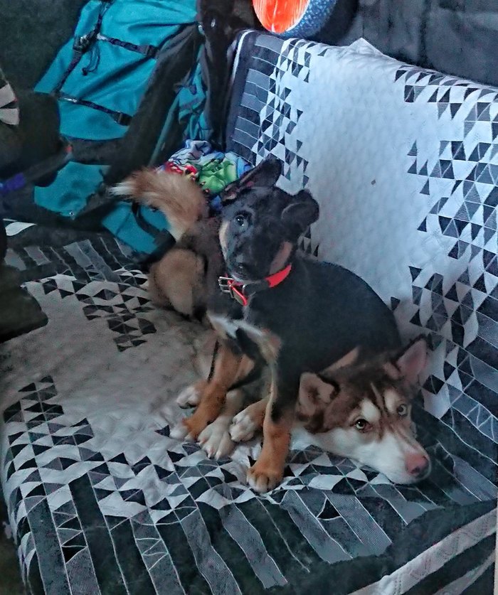 ������ ����