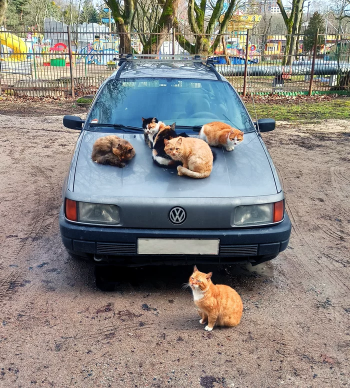 Объект захвачен! - Моё, Котомафия, Кот, Авто, Volkswagen