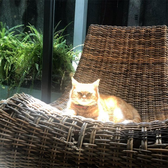 Sunny cat) - cat, The sun