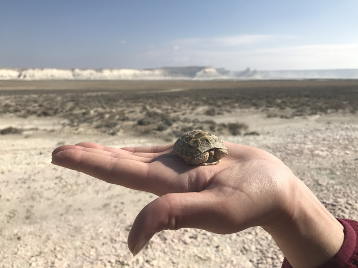 Тортилла, триста лет тому назад