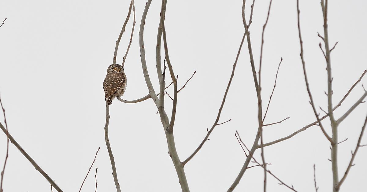 Воробьиный корень. Воробьиный корень. Воробьиный корень. Дикая природа крыма сычики. Воробьиная трава.
