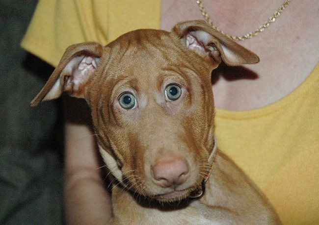 Тихая месть за Dendy