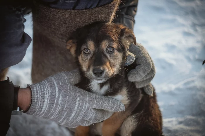 Baby - My, Dog, Puppies, The photo, Eyes, Milota, Canon 600D, Soviet optics, Helios-44