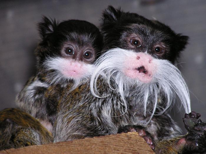 Amazon monkeys from the Amazon basin - Imperial Tamarin, Amazon, Longpost