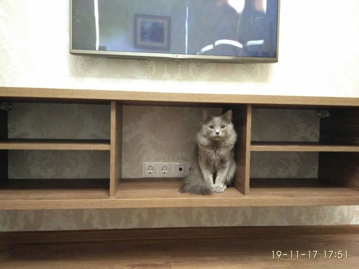 Post #7241014 - My, With your own hands, TV stand, Reply to post