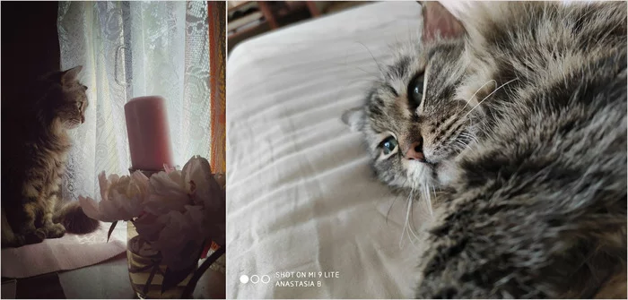 Post #7239732 - cat, Some stories of Jose Dale, Fanya, Krasnoyarsk, Old age