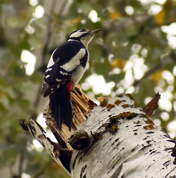 Great Spotted Woodpecker - My, Ornithology, Birds, Woodpeckers, Schelkovo, Hobby, Photo hunting, Great spotted woodpecker, Observation, Video, Longpost