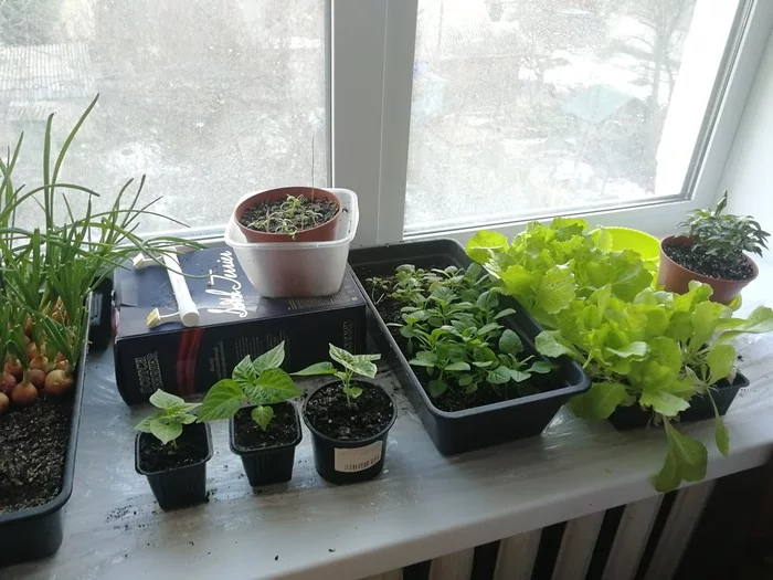 Habanero is sick and needs help - Hot peppers, Habanero, Chile, Vegetable garden on the windowsill, Pepper farming, Longpost