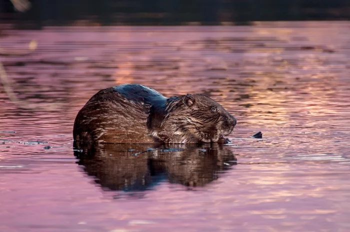 Rodent - My, Nature, Sunset, The photo, Beavers