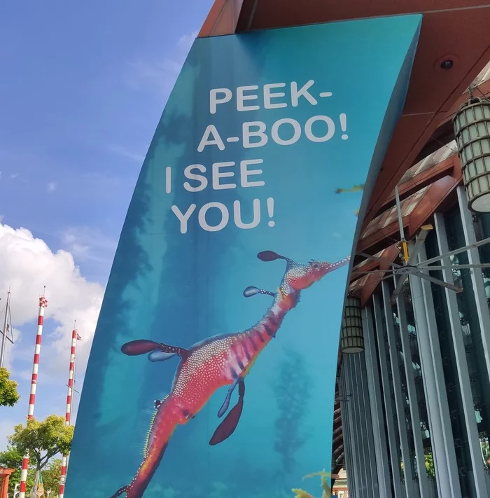 Peek-a-boo - My, Singapore, Peekaboo