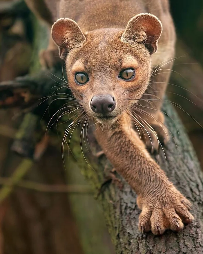 Beautiful beast - Nature, Animals, Fossa, Madagascar, From the network