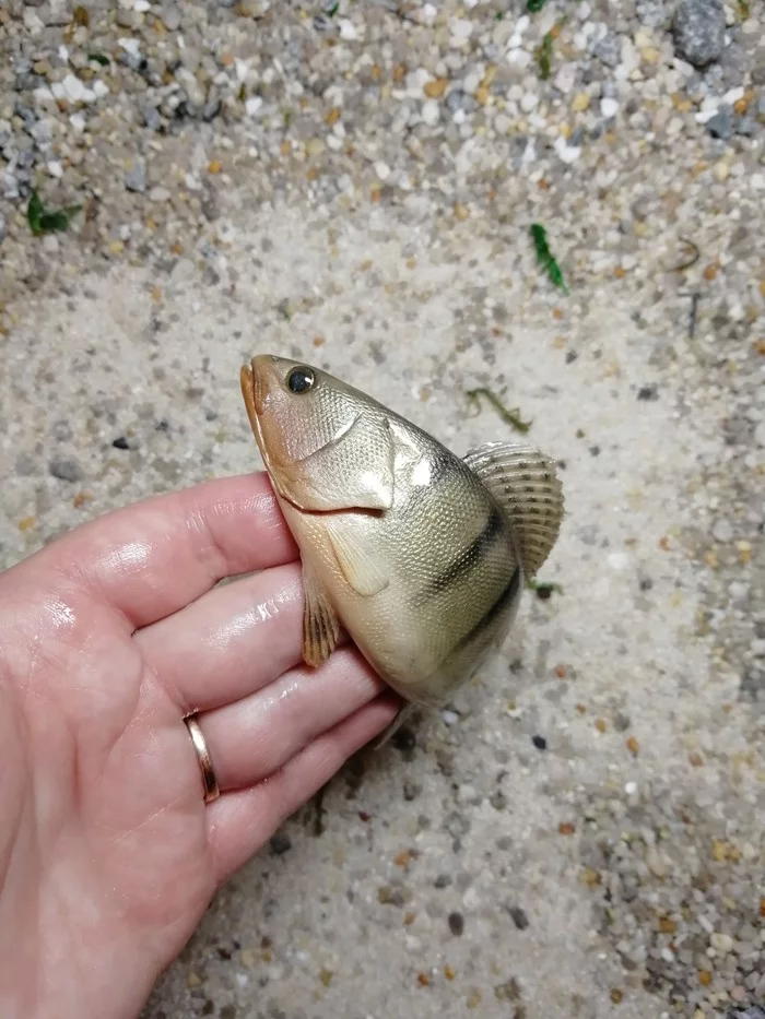 Fish made from clay - My, Polymer clay, Needlework without process, A fish, Bersh, With your own hands, Creation, Mug with decor, Video, Longpost