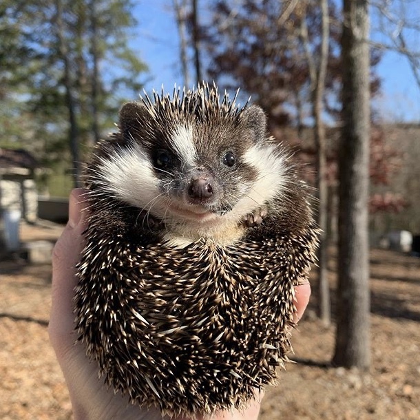 A breeder's dream - African pygmy hedgehog, Hedgehog, Rarity, Breeders, Dream, Longpost