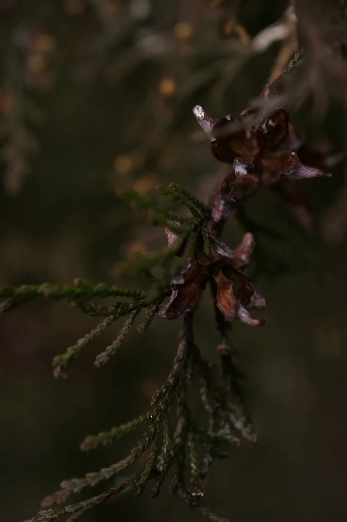 Branch - My, Macro photography, Christmas trees