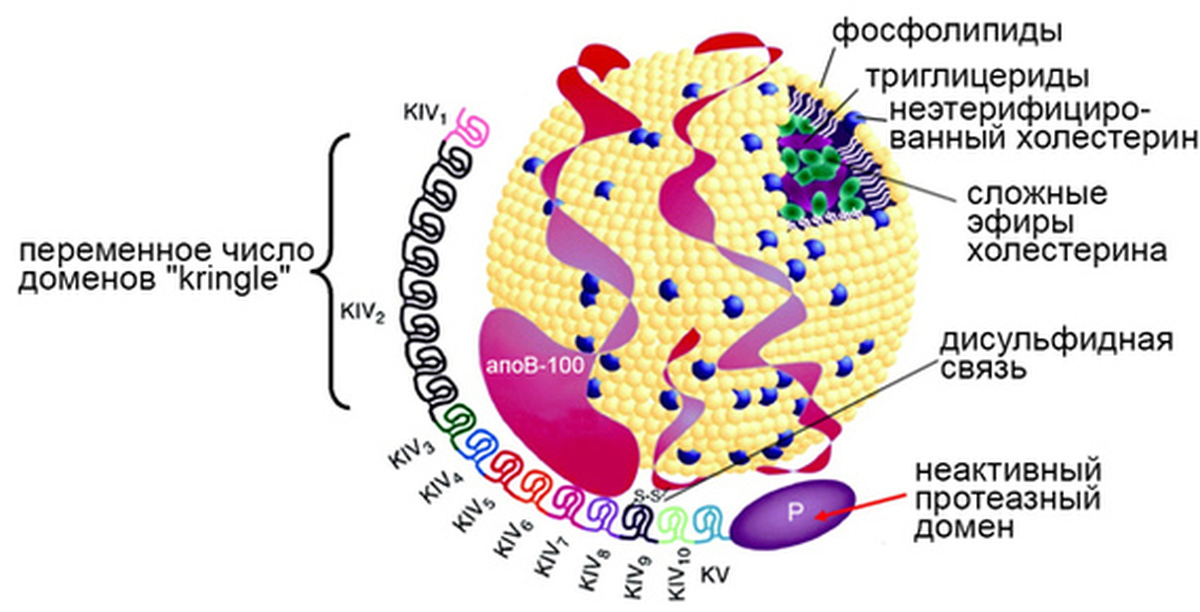 Липопротеин а. Липопротеин. Липопротеиды это. ЛП А -липопротеид а. Бета липопротеины.
