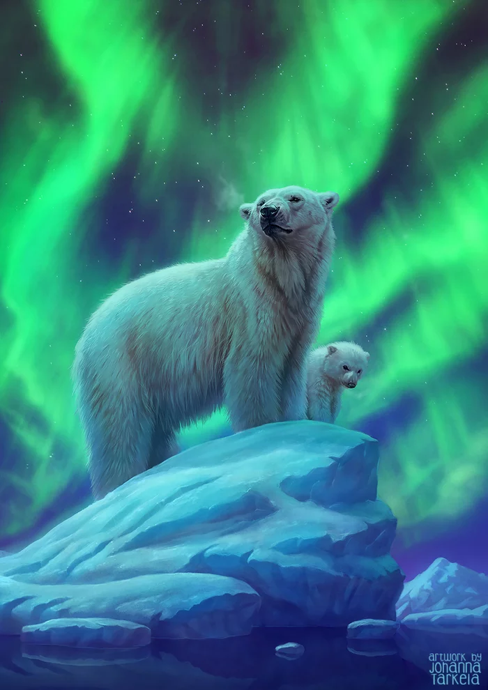 polar night - Art, Drawing, The Bears, Polar bear, Young, Polar Lights, Johis