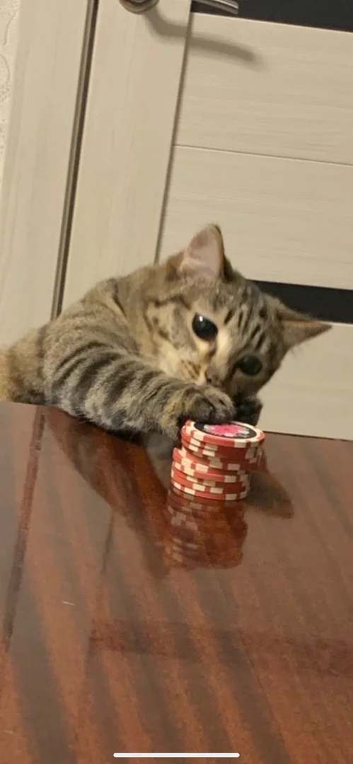 All-In! - cat, Poker, Pets