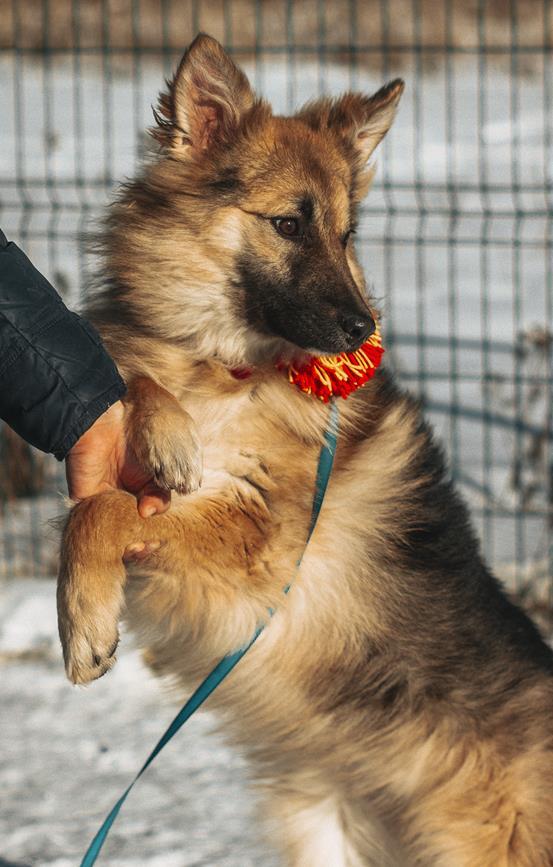 Fluffy cloud puppy in good hands - My, Dog, Longpost, No rating, Moscow, Moscow region, In good hands