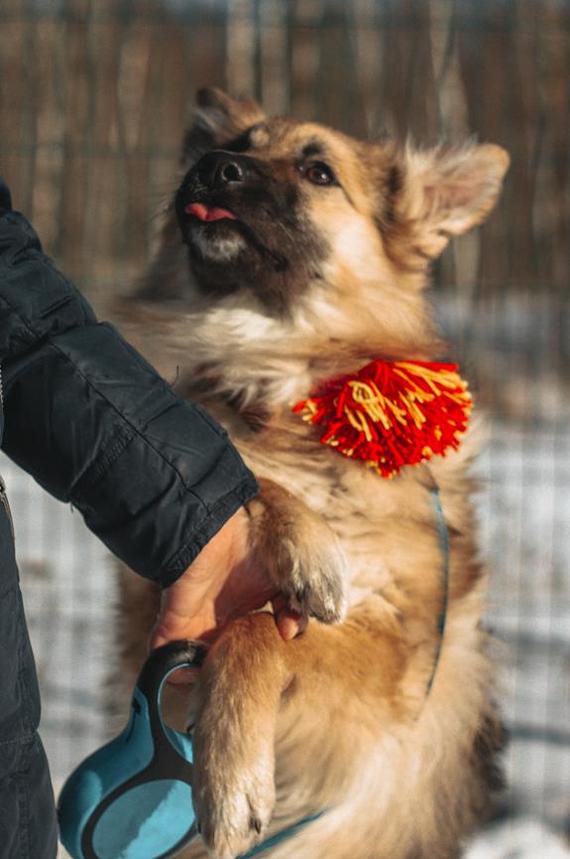 Fluffy cloud puppy in good hands - My, Dog, Longpost, No rating, Moscow, Moscow region, In good hands