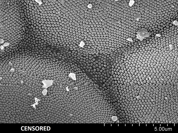 Бабочка под электронным микроскопом. Красота при увеличении 10 000 крат Наука, Микроскопия, Бабочка, Фотография, Красота, Нанотехнологии, Электронный микроскоп, Насекомые, Длиннопост