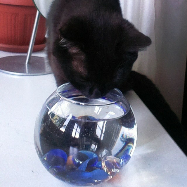 Sushnyak - My, Black cat, cat, Aquarium, Aquarium fish