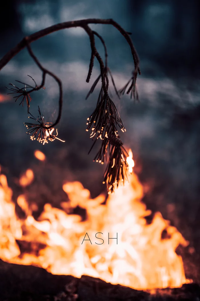 Ash - My, Fire, Flame, Bonfire, Ash, Forest, The photo, Night, Longpost