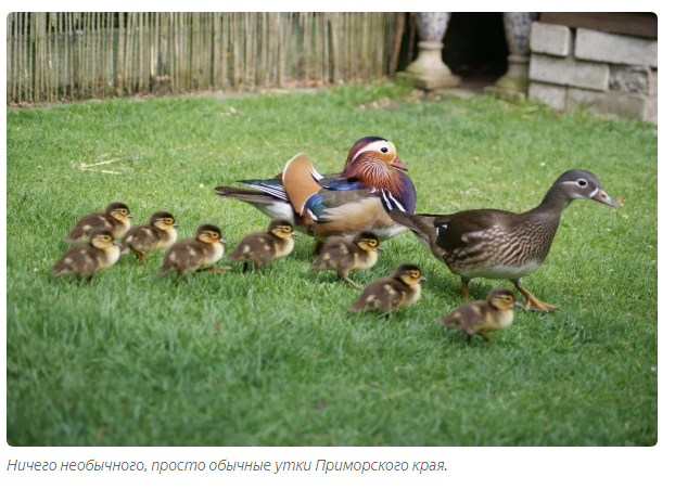 Mandarin duck: How elite ducks beat the Chinese who exterminated them - Animals, Duck, Animal book, Yandex Zen, Longpost, Mandarin duck