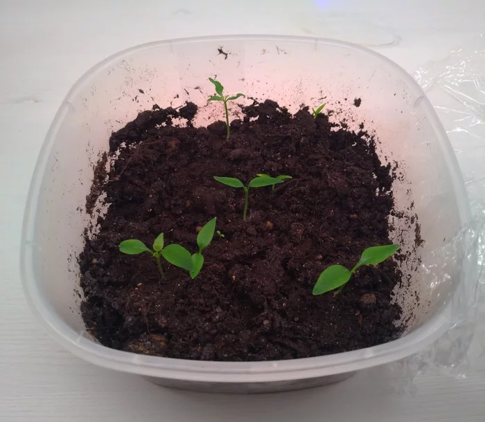 Hot peppers - the beginning - My, Hot peppers, Growing, Pepper farming, Capsaicin, Longpost