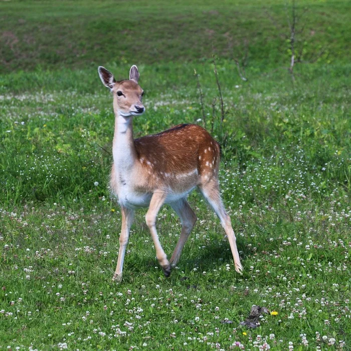 Doe - My, Fallow deer, Animals, Nature, Summer