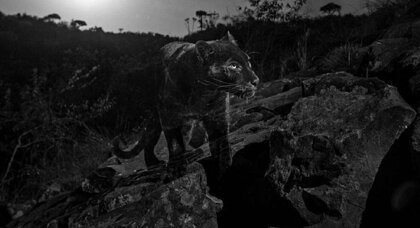 Beautiful and rare cat. - Leopard, Kenya, Black, Animals, Cat family, Big cats