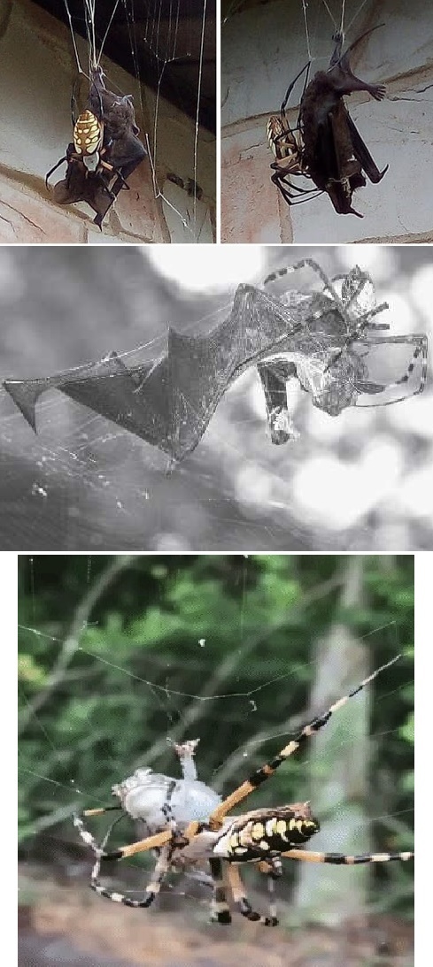 Super 8 #13.9 - My, Spider, Argiope, Longpost