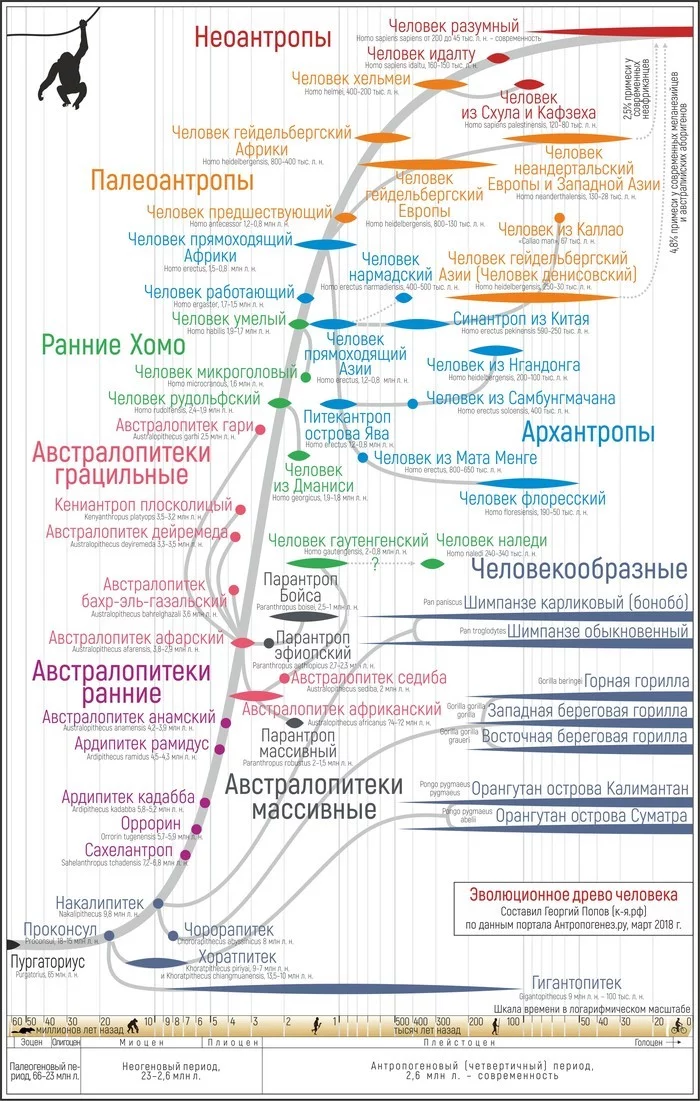 Эволюция человека и человеческих мозгов Теория эволюции, Эволюция, Антропогенез, Наука, Познавательно, Гифка, Длиннопост