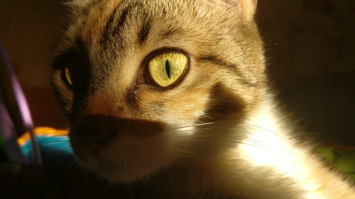 �� ����� �����