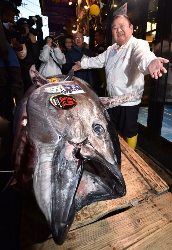В Японии продали тунца за 1,8 млн долларов | Пикабу
