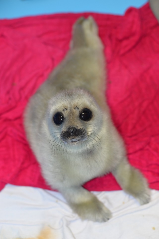 Zoologists showed a photo of a small seal, Ksyusha, rescued in St. Petersburg - Animals, Seal, The rescue, Kindness, Longpost