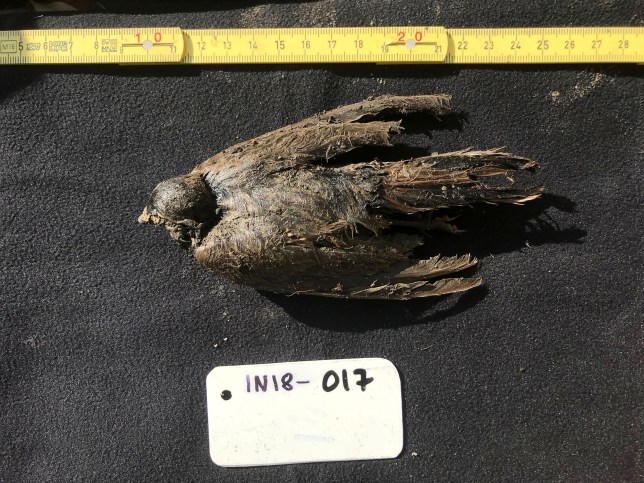 An ancient frozen bird 46 thousand years old was found in Siberia - Paleontology, Find, Birds, Longpost