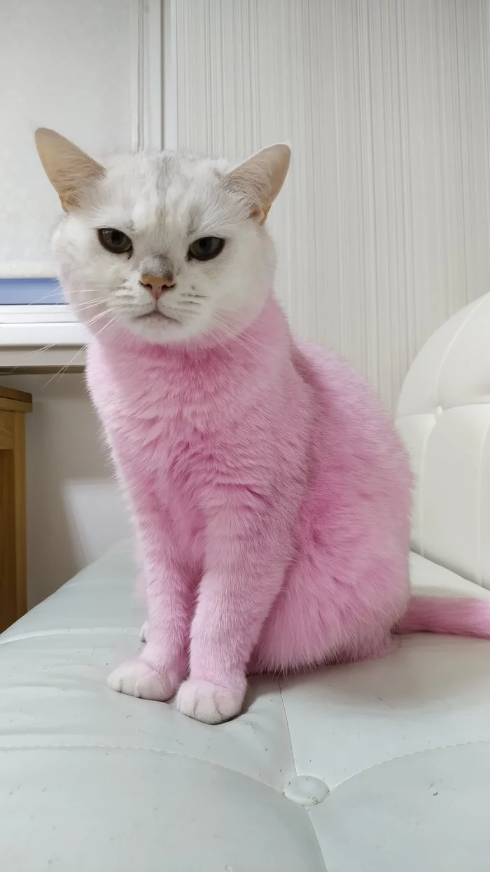 Is it possible to dye cats' fur? - My, Catomafia, cat, Video, Longpost