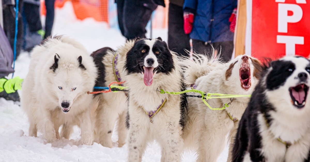 Как хаски защищены в собачьих упряжках во время бега?