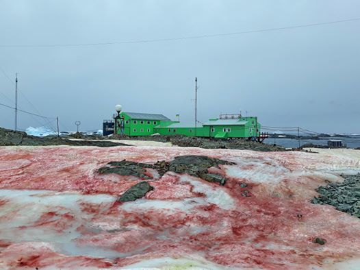 Когда зимой не хватает арбузов - Антарктика, Снег, Водоросли, Красный снег, Длиннопост