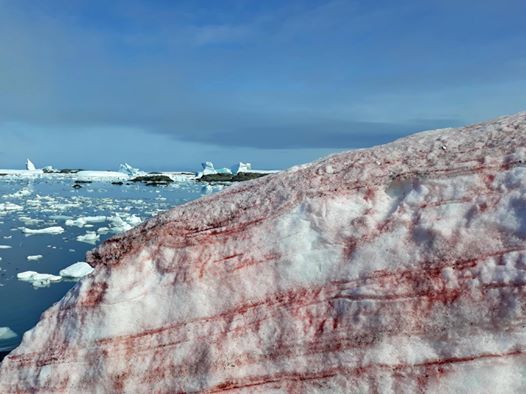 When there are not enough watermelons in winter - Antarctic, Snow, Seaweed, Red Snow, Longpost