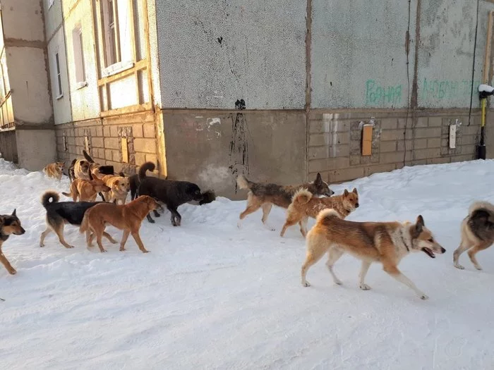 Who should be held accountable for the death of three people from attacks by stray dogs in Krasnoyarsk? - My, Gennady Onishchenko, Stray dogs, Stupid laws, Officials, Longpost, Krasnoyarsk, Negative