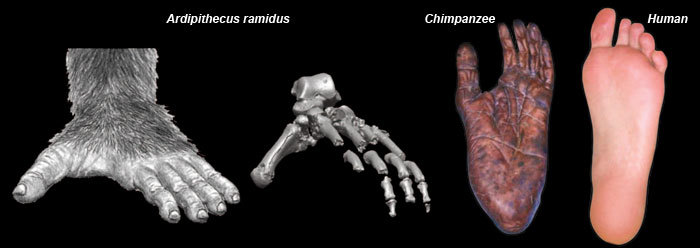 Intelligence. How did a person grow a brain, and not claws, teeth or hooves? (Part two. An ode to australopithecines) - My, The science, Evolution, Biology, People, Monkey, Facts, Brain, GIF, Longpost