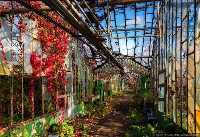 Greenhouses forgotten by people on the outskirts of Moscow - My, Moscow, Abandoned, Cast, Longpost, Greenhouse, Mytischi, I want criticism