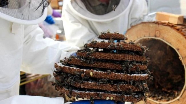 Fried wasps - a Japanese delicacy - Bees, Wasp, Japan, Delicacy, Food, Unusual, Interesting, Kitchen, Longpost