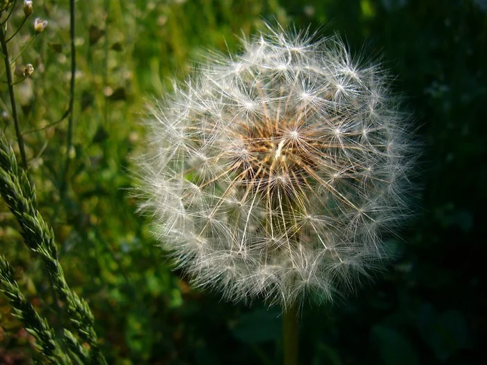 Just a dandelion - My, Dandelion, Spring, The photo