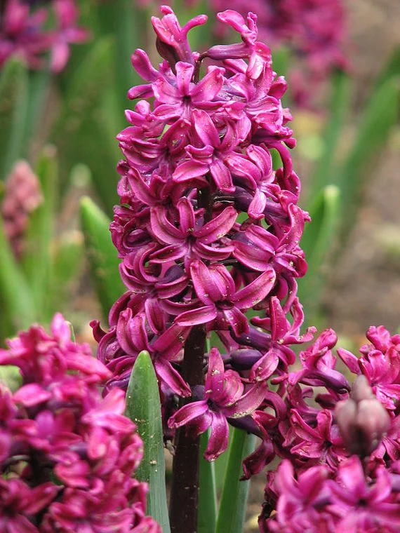 Hyacinth - My, March 8 - International Women's Day, Hyacinths, Flowers, Presents, Longpost