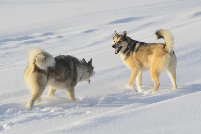 Laika likes likes) - My, Dog, The photo, Laika
