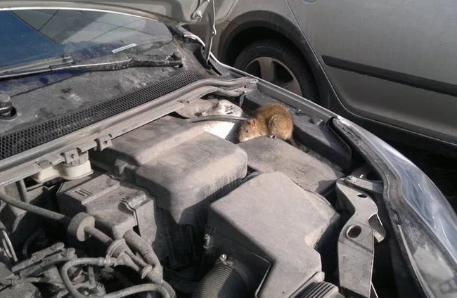 Rats spend the night under the hood of my car. Help! - My, Rat, Motorists, Auto