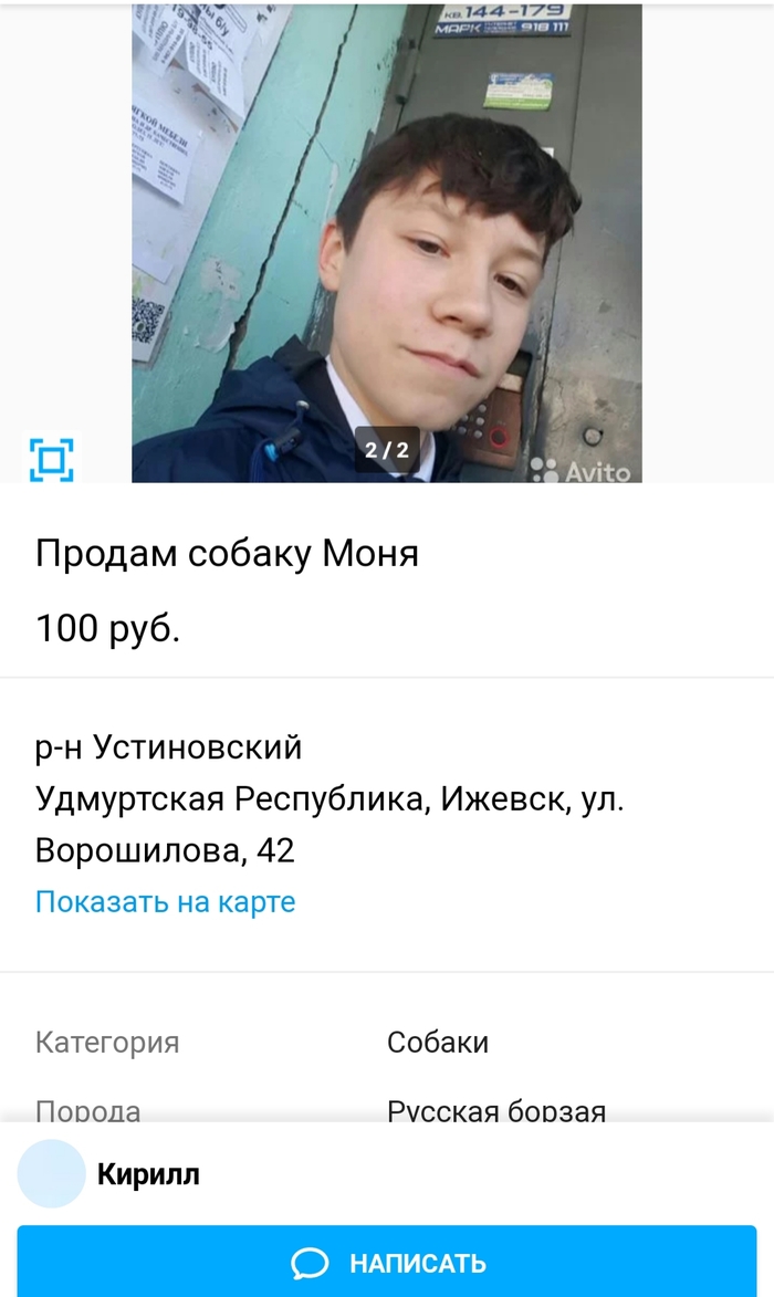 Авито.....категория собаки | Пикабу